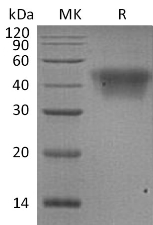 Human CD16a +SDS-PAGE-1.jpg